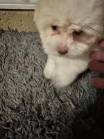 Brandy , a female Yorkshire Terrier for sale in Pensacola, FL – Photo 2 of 4