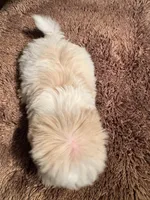 Brandy , a female Yorkshire Terrier for sale in Pensacola, FL – Photo 4 of 4