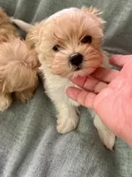 Page , a female Yorkshire Terrier for sale in Pensacola, FL – Photo 1 of 4