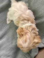 Page , a female Yorkshire Terrier for sale in Pensacola, FL – Photo 3 of 4