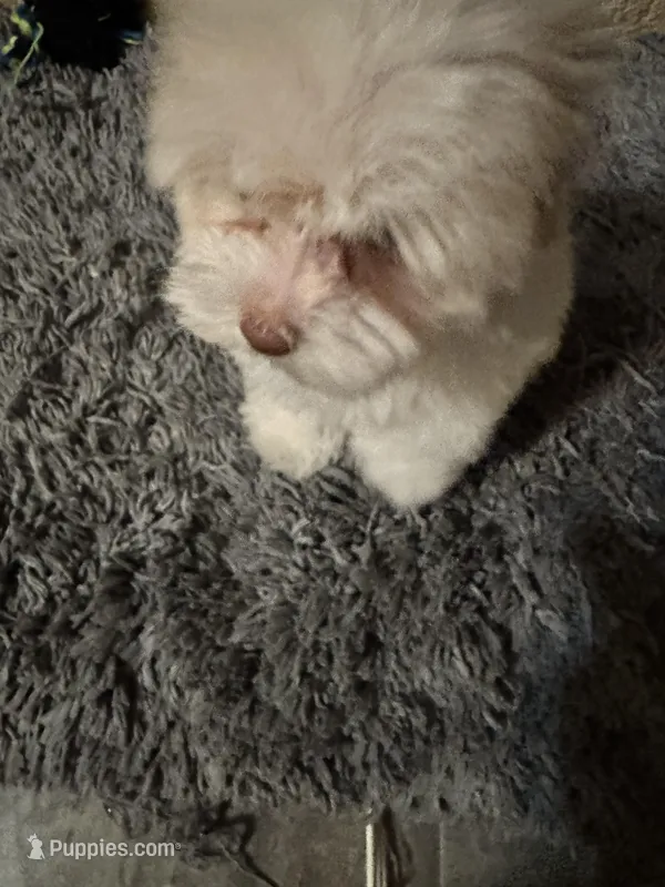 Brandy  – Yorkshire Terrier puppy for sale in Pensacola, FL