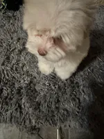 Brandy , a female Yorkshire Terrier for sale in Pensacola, FL – Photo 1 of 4