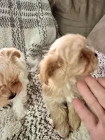 Page , a female Yorkshire Terrier for sale in Pensacola, FL – Photo 2 of 4