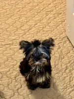Little -Petrie , a female Yorkshire Terrier for sale in Pensacola, FL – 5 of 7