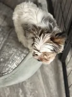 Lil Angel, a female Yorkshire Terrier for sale in Pensacola, FL – Photo 2 of 2