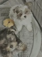 Lil Angel, a female Yorkshire Terrier for sale in Pensacola, FL – Photo 1 of 2