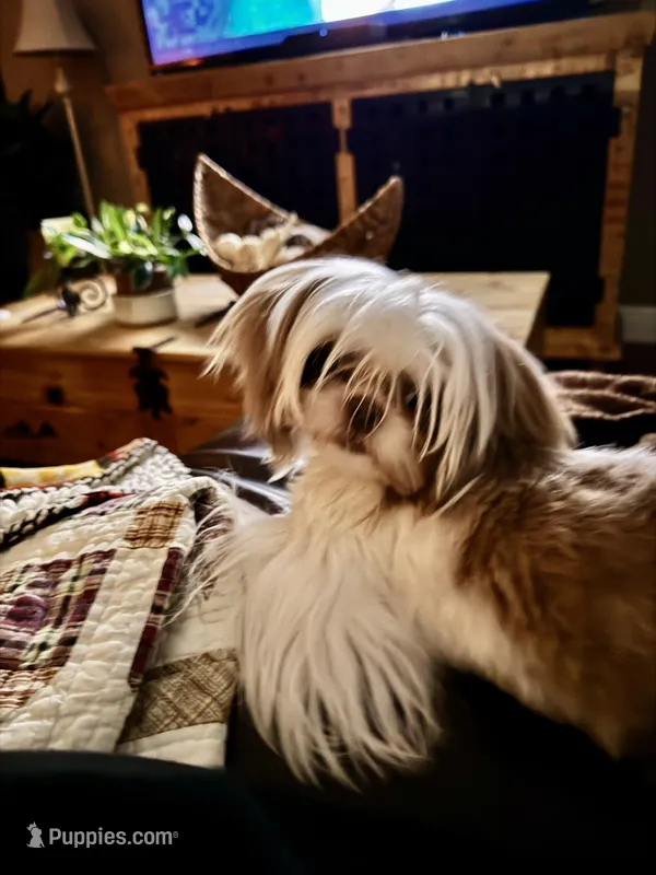 Zoe  – Shih Tzu puppy for sale in Pensacola, FL