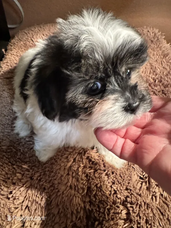 Byndi  – Yorkshire Terrier puppy for sale in Pensacola, FL