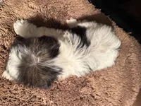 Byndi , a female Yorkshire Terrier for sale in Pensacola, FL – Photo 4 of 5