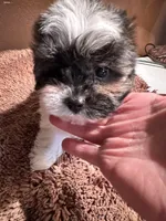 Byndi , a female Yorkshire Terrier for sale in Pensacola, FL – Photo 2 of 5