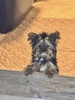 Little -Petrie , a female Yorkshire Terrier for sale in Pensacola, FL – 6 of 7