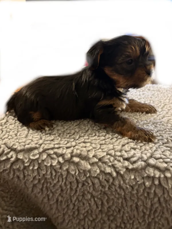 Pip  – Yorkshire Terrier puppy for sale in Carbondale, IL