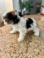 Poppy , a female Yorkshire Terrier for sale in Milton, FL – 6 of 8