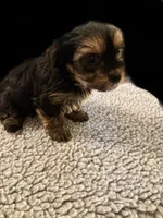 Sammy , a male Yorkshire Terrier for sale in Carbondale, IL – 3 of 3