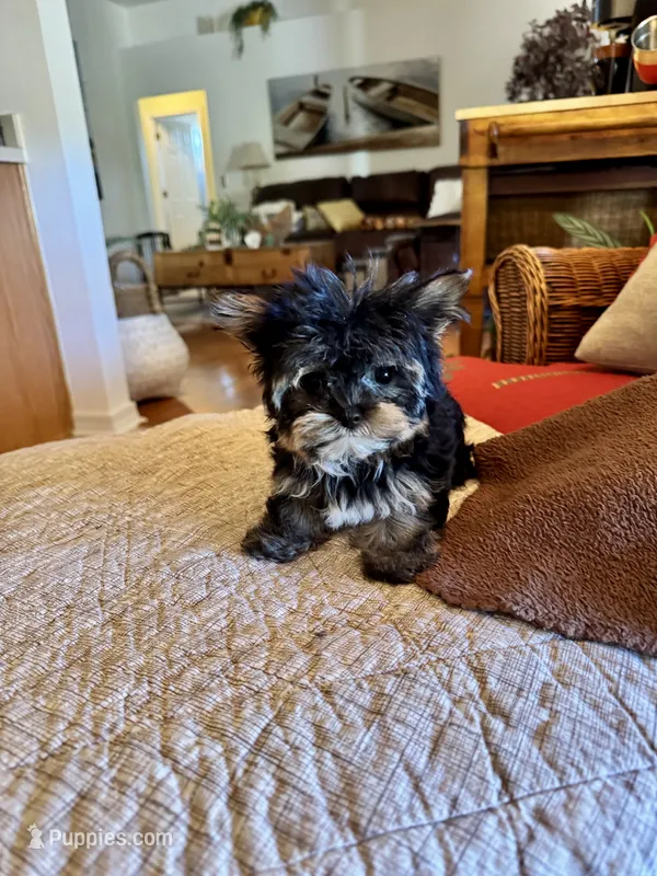 Petrie  – Yorkshire Terrier puppy for sale in Pensacola, FL