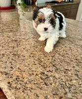 Poppy , a female Yorkshire Terrier for sale in Milton, FL – 8 of 8