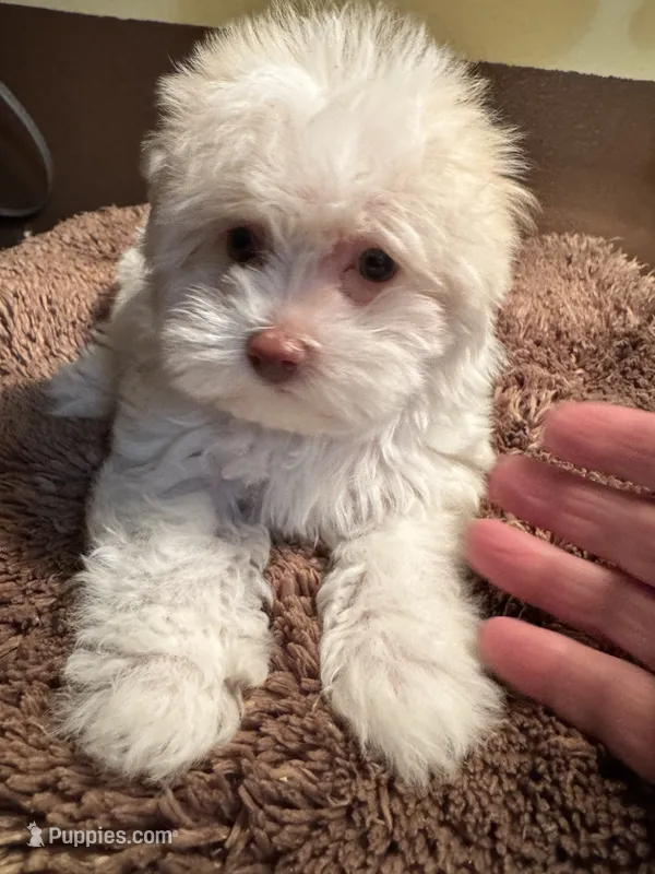 Byndi  – Yorkshire Terrier puppy for sale in Pensacola, FL