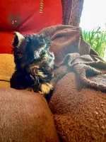Petrie , a female Yorkshire Terrier for sale in Pensacola, FL – 3 of 5