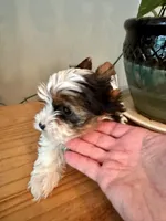 Poppy , a female Yorkshire Terrier for sale in Milton, FL – 3 of 8