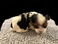 Poppy , a female Yorkshire Terrier for sale in Carbondale, IL – 3 of 3