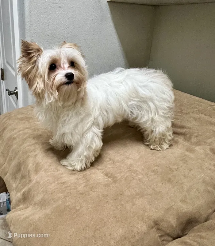 Lillie , a female Yorkshire Terrier for sale in Milton, FL – 1 of 3