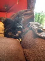 Petrie , a female Yorkshire Terrier for sale in Pensacola, FL – 4 of 5