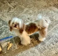 Zoe , a female Shih Tzu for sale in Pensacola, FL – 2 of 3
