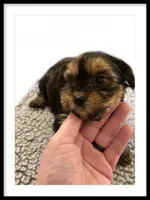Pip , a female Yorkshire Terrier for sale in Carbondale, IL – 2 of 2