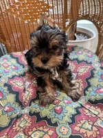 Bella , a female Yorkshire Terrier for sale in Milton, FL – 3 of 3
