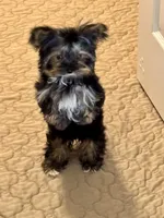 Little -Petrie , a female Yorkshire Terrier for sale in Pensacola, FL – 1 of 7