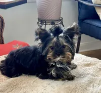 Little -Petrie , a female Yorkshire Terrier for sale in Pensacola, FL – 4 of 7