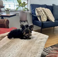 Little -Petrie , a female Yorkshire Terrier for sale in Pensacola, FL – 7 of 7