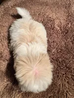 Byndi , a female Yorkshire Terrier for sale in Pensacola, FL – 4 of 4