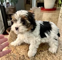 Poppy , a female Yorkshire Terrier for sale in Milton, FL – 7 of 8