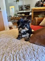 Petrie , a female Yorkshire Terrier for sale in Pensacola, FL – 5 of 5