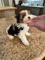 Poppy , a female Yorkshire Terrier for sale in Milton, FL – 5 of 8