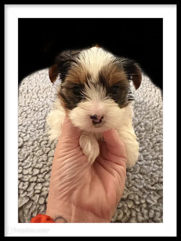 Poppy  – Yorkshire Terrier puppy for sale in Carbondale, IL