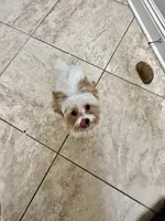 Lillie , a female Yorkshire Terrier for sale in Milton, FL – 2 of 3