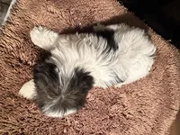 Byndi , a female Yorkshire Terrier for sale in Pensacola, FL – Photo 3 of 5