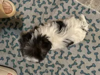 Byndi , a female Yorkshire Terrier for sale in Pensacola, FL – Photo 5 of 5