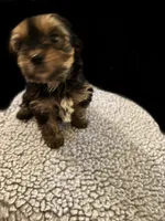 Sammy , a male Yorkshire Terrier for sale in Carbondale, IL – 1 of 3