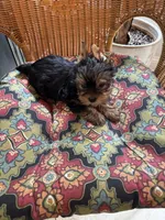 Bella , a female Yorkshire Terrier for sale in Milton, FL – 2 of 3