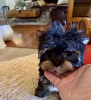 Petrie , a female Yorkshire Terrier for sale in Pensacola, FL – 2 of 5