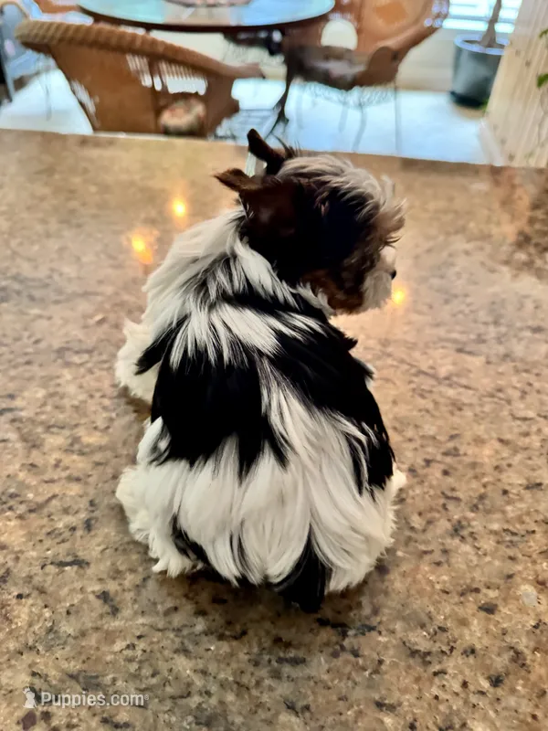 Poppy  – Yorkshire Terrier puppy for sale in Milton, FL