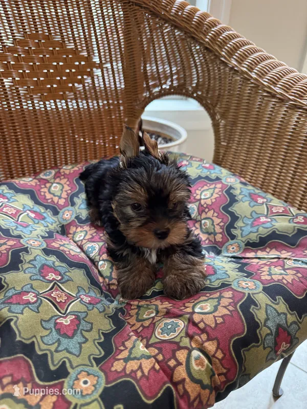 Bella  – Yorkshire Terrier puppy for sale in Milton, FL