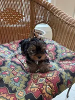 Bella , a female Yorkshire Terrier for sale in Milton, FL – 1 of 3