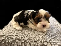 Poppy , a female Yorkshire Terrier for sale in Carbondale, IL – 2 of 3