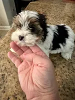 Poppy , a female Yorkshire Terrier for sale in Milton, FL – 2 of 8