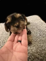 Sammy , a male Yorkshire Terrier for sale in Carbondale, IL – 2 of 3