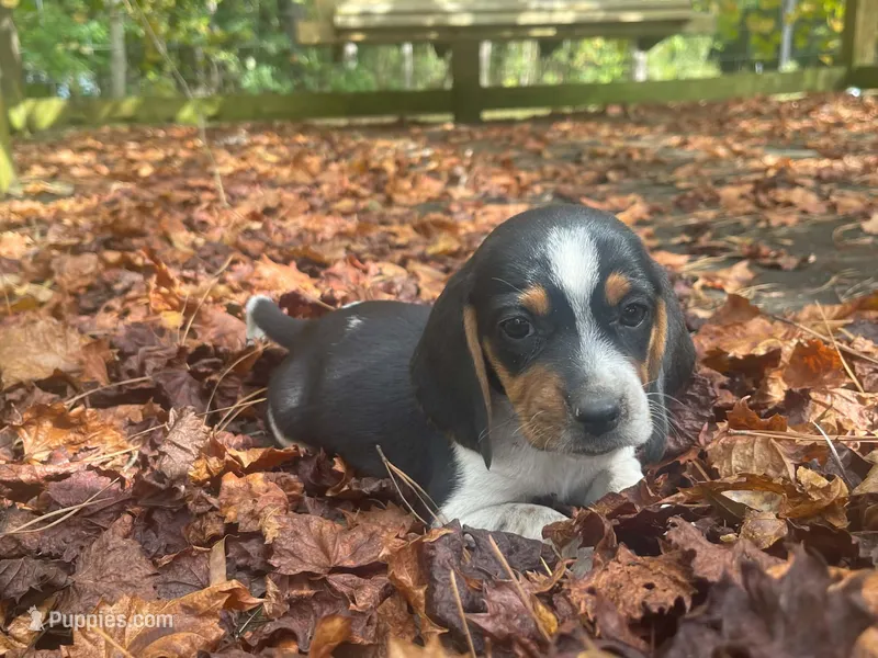 Sally – Beagle puppy for sale in Whiteville, NC